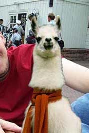 afbeelding lama